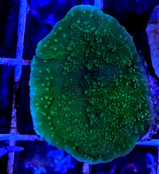 WYSIWYG – Emerald Plating Montipora #1 | First Due Aquatic Rescue