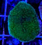 Emerald Plating Montipora