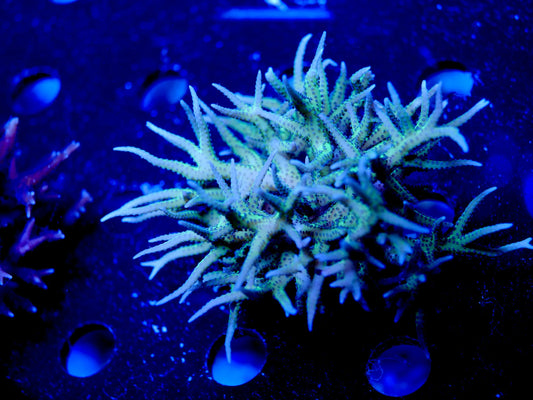 WYSIWYG – Bright Green & Blue Polyp Birdsnest | First Due Aquatic Rescue