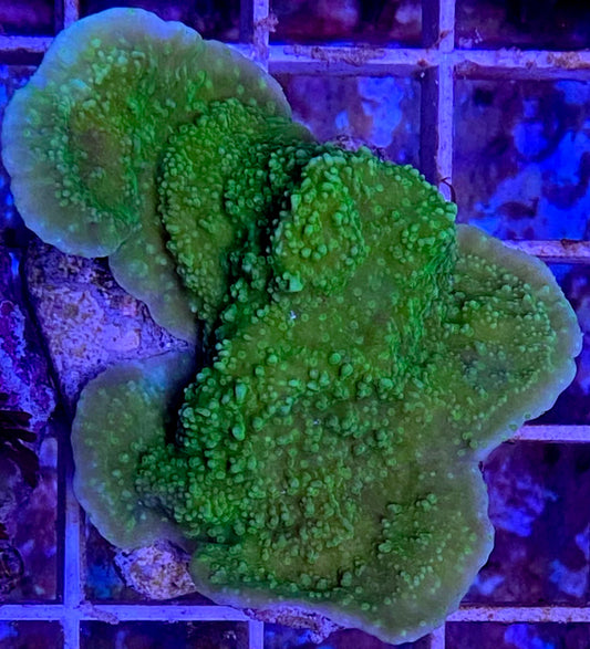 WYSIWYG – Emerald Plating Montipora #2 | First Due Aquatic Rescue