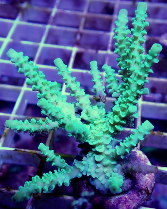 WYSIWYG – Green Acropora millepora Mini Colony | First Due Aquatic Rescue