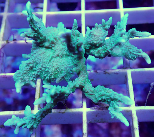 WYSIWYG – Large Elkhorn Montipora | First Due Aquatic Rescue