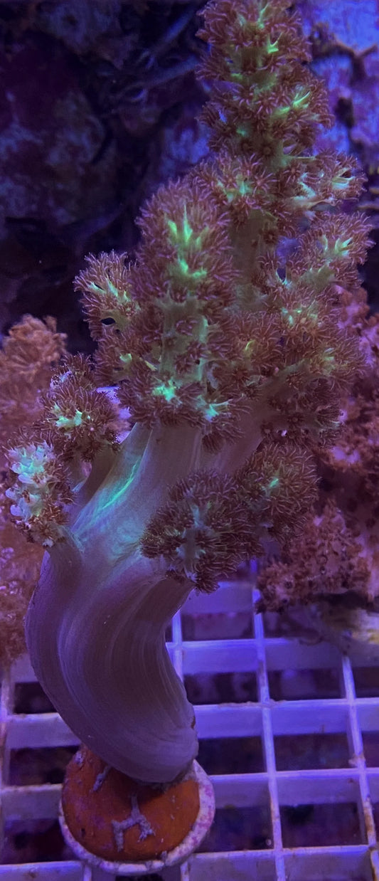WYSIWYG – Large Green Soft Coral | First Due Aquatic Rescue