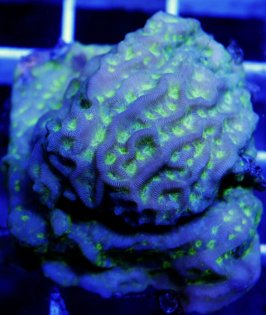 WYSIWYG – Maze Runner Pachyseris | Mini Colony | First Due Aquatic Rescue