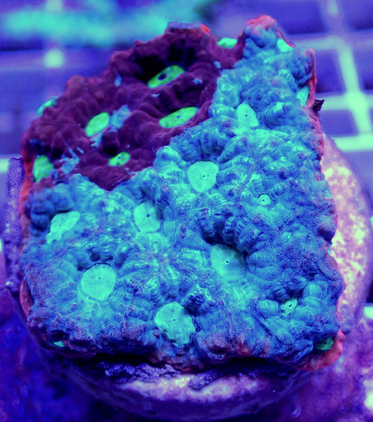WYSIWYG – Multicolored Favites | First Due Aquatic Rescue