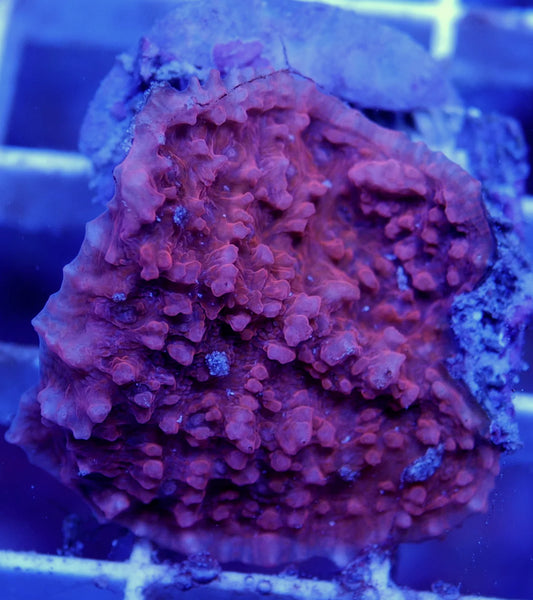 WYSIWYG - Red Chalice Echinopora | First Due Aquatic Rescue
