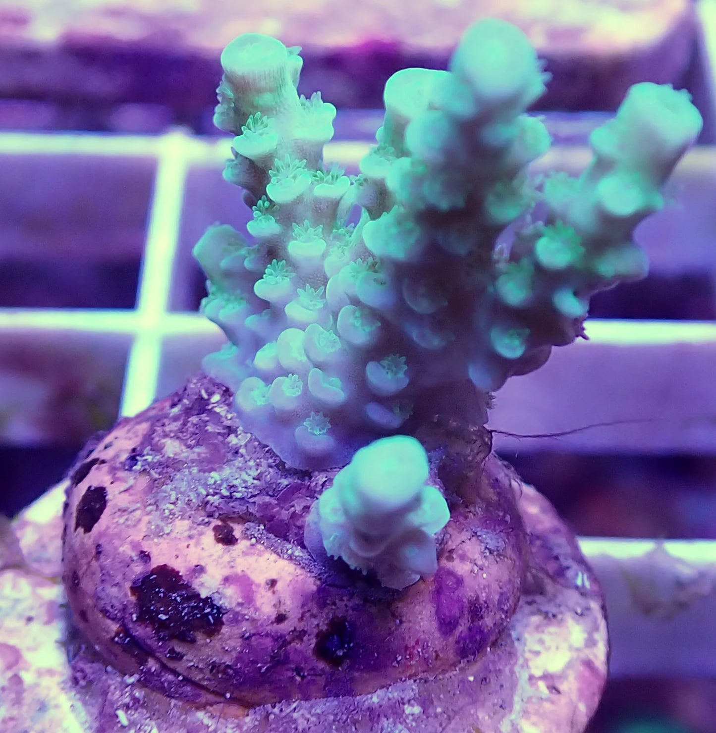WYSIWYG – Small Green Acropora Millepora | First Due Aquatic Rescue
