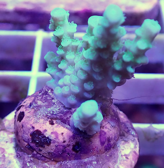 WYSIWYG – Small Green Acropora Millepora | First Due Aquatic Rescue