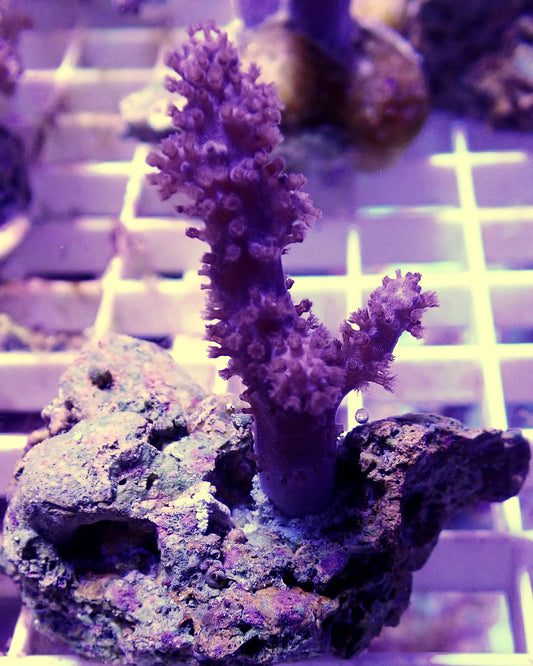 WYSIWYG – Small Branching Sinularia Soft Coral | First Due Aquatic Rescue
