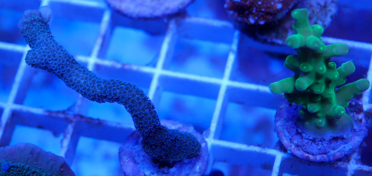 WYSIWYG –  Acroprora and Montipora | 2 Pack | First Due Aquatic Rescue