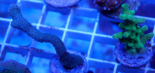 WYSIWYG –  Acroprora and Montipora | 2 Pack | First Due Aquatic Rescue