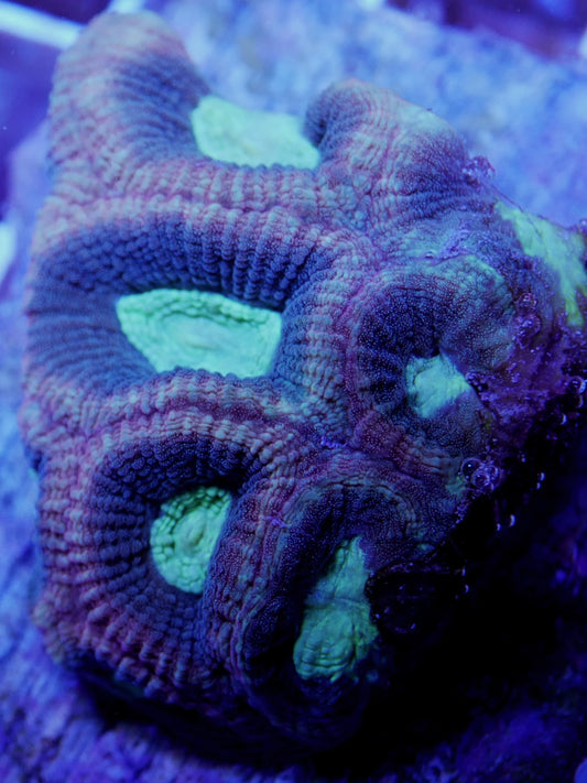 WYSIWYG – Watermelon Favia | First Due Aquatic Rescue