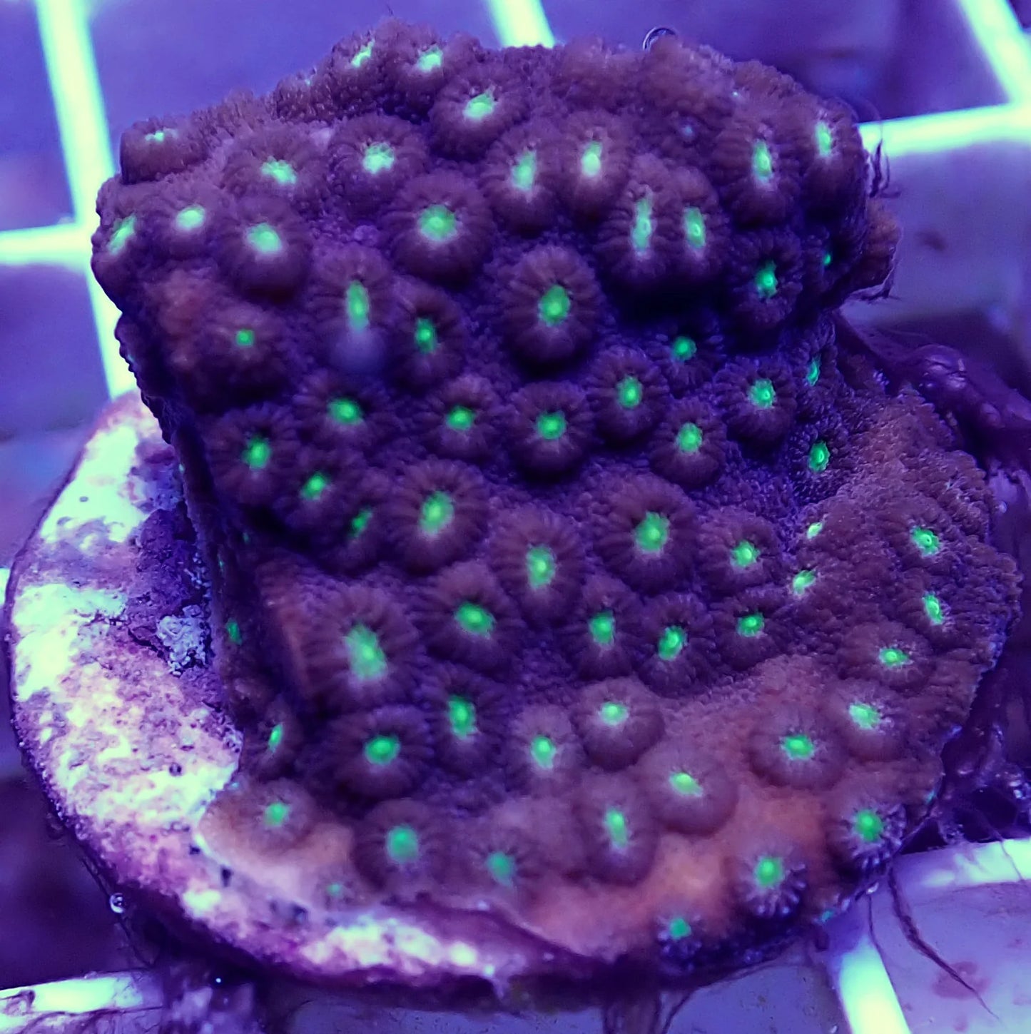 WYSIWYG – Cyphastrea | First Due Aquatic Rescue
