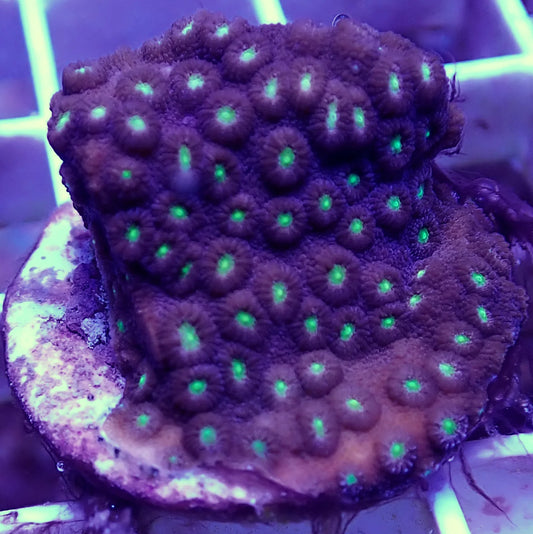 WYSIWYG – Cyphastrea | First Due Aquatic Rescue