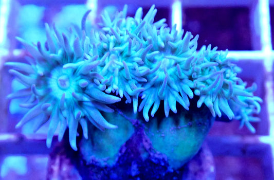 WYSIWYG – FDAR Blue Razz Duncan  | First Due Aquatic Rescue
