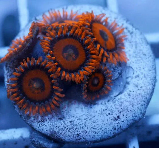 WYSIWYG - Orange Oxide Zoanthid  | Collector Grade