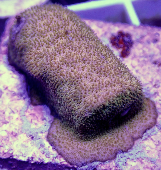 WYSIWYG –  Orange Psammocora | First Due Aquatic Rescue