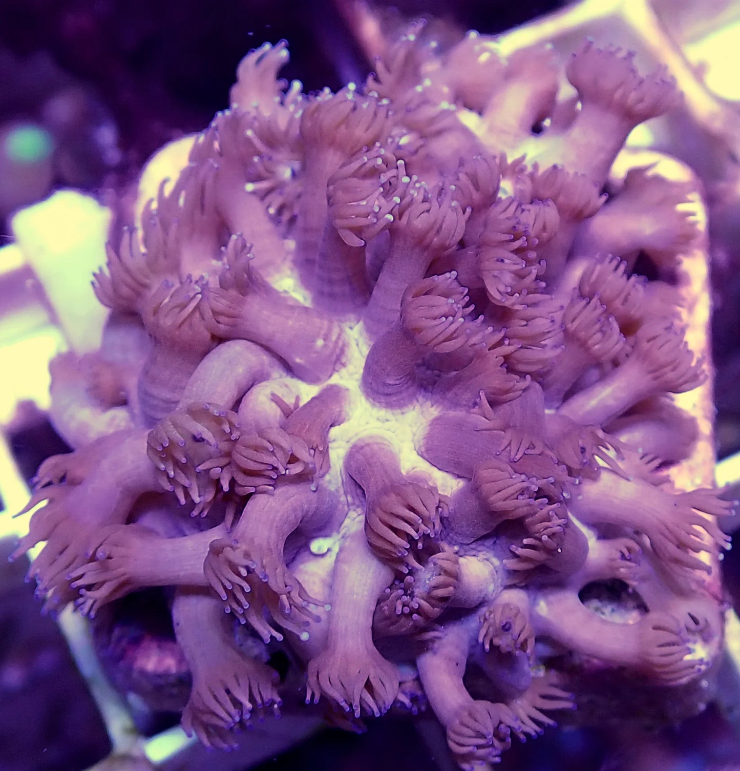 WYSIWYG – Pink Gonipora  | First Due Aquatic Rescue