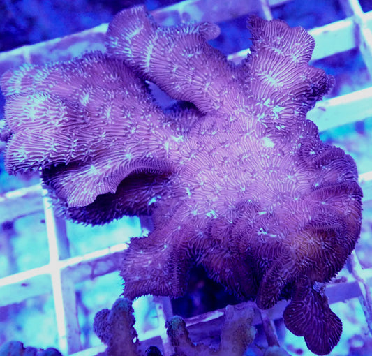 WYSIWYG –  Pavona Cactus | First Due Aquatic Rescue