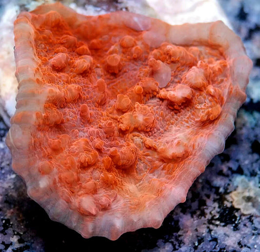 WYSIWYG – Red Chalice (Echinophyllia sp.) | First Due Aquatic Rescue