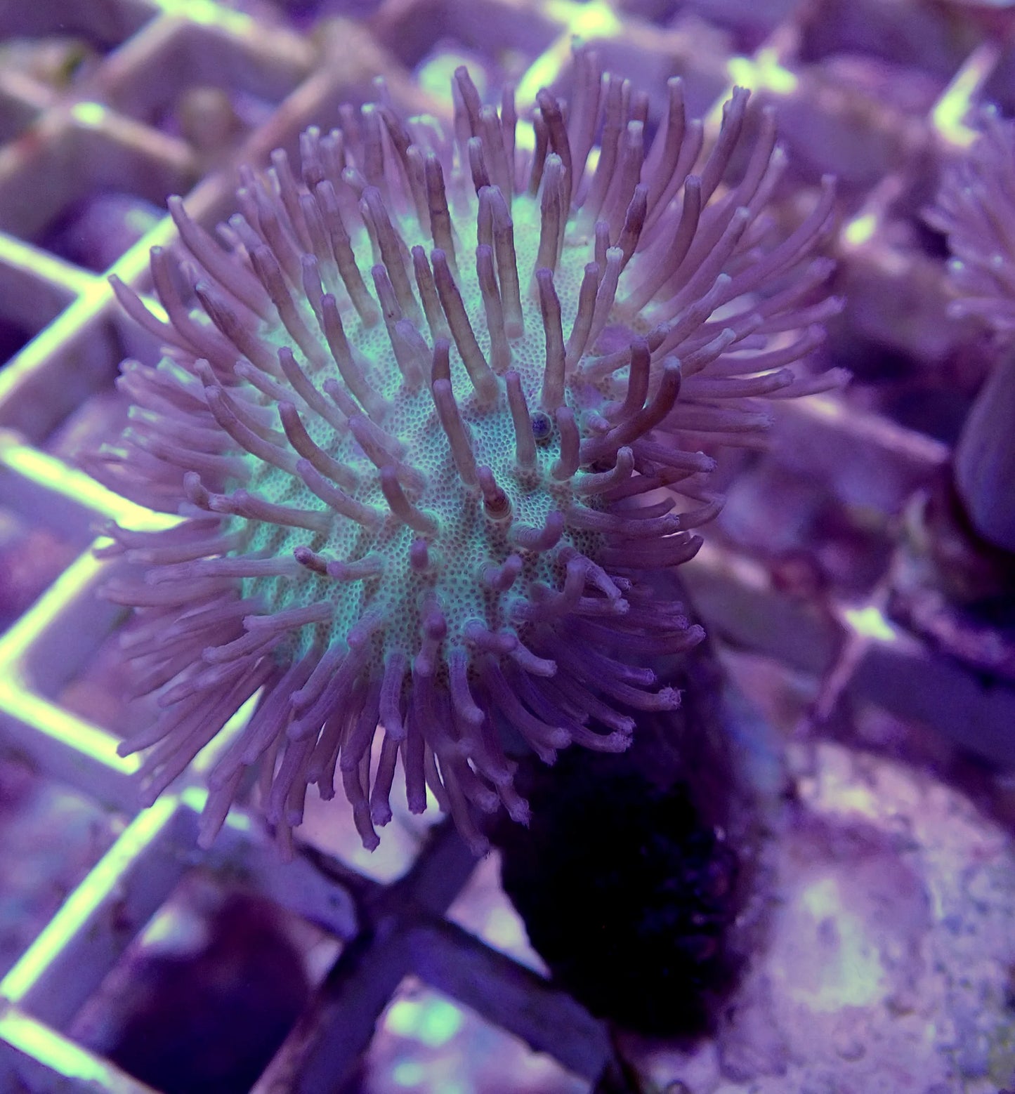 WYSIWYG – “Better Than Weeping Willow” Toadstool Sarcophyton | First Due Aquatic Rescue