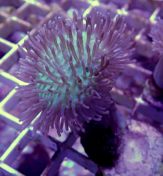 WYSIWYG – “Better Than Weeping Willow” Toadstool Sarcophyton | First Due Aquatic Rescue