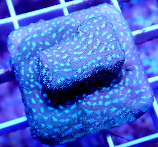 WYSIWYG – Mr. Freeze Leptoseris | First Due Aquatic Rescue