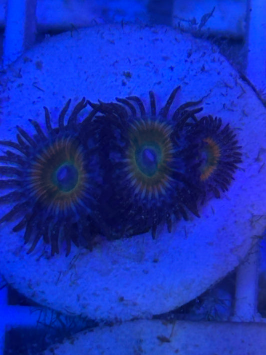 Zoanthid (3 Poly)