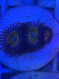 Zoanthid Colony