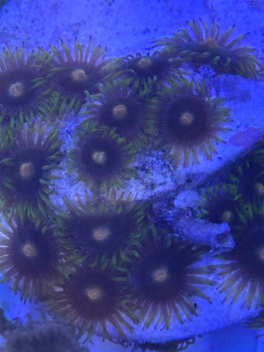 Zoanthid Colony