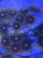Zoanthid Colony