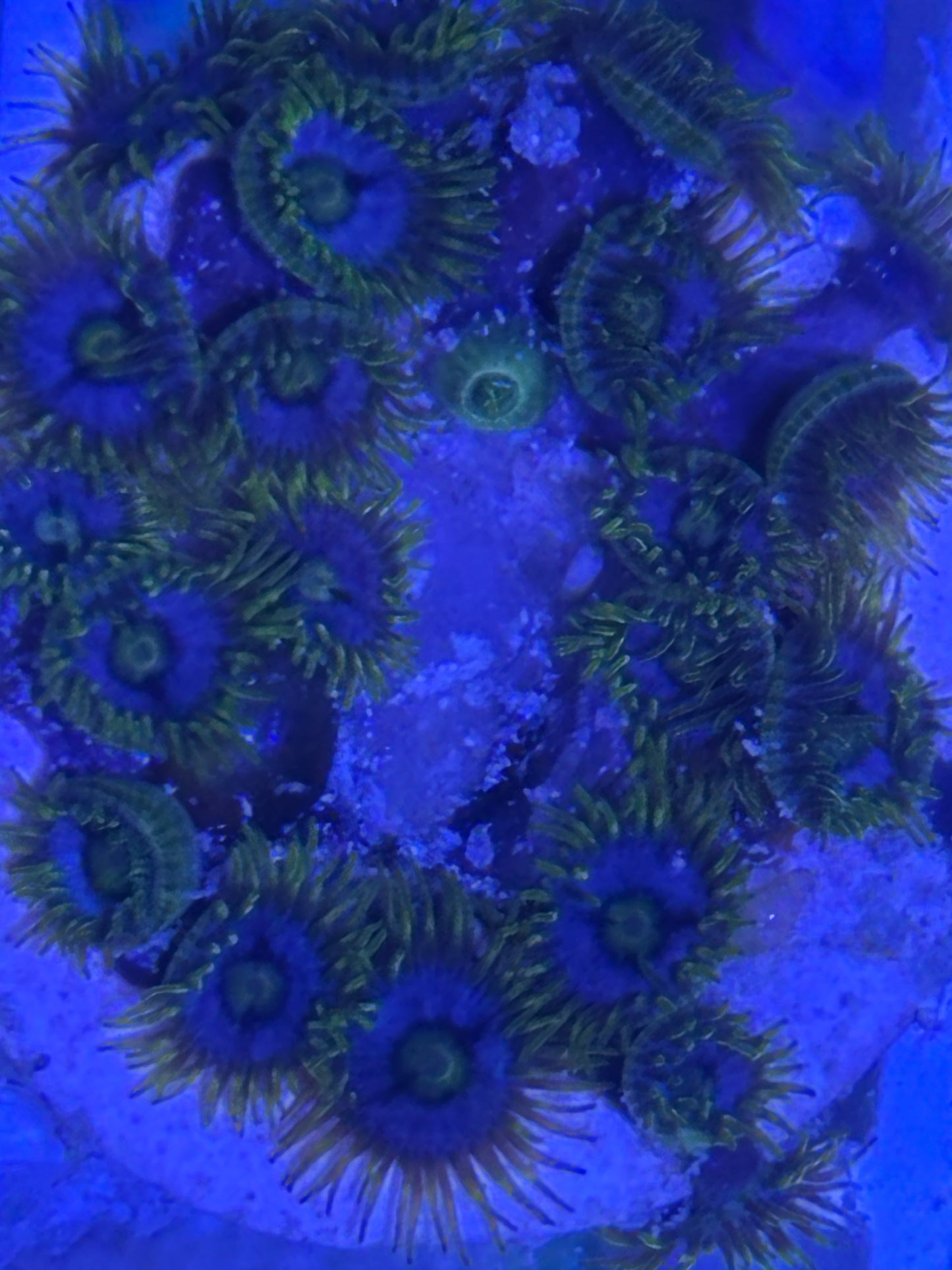 Zoanthid Colony
