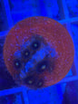 Zoanthids