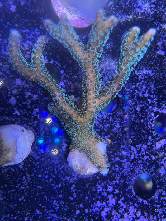 WYSIWYG – Green Birdsnest (Seriatopora caliendrum) | First Due Aquatic Rescue