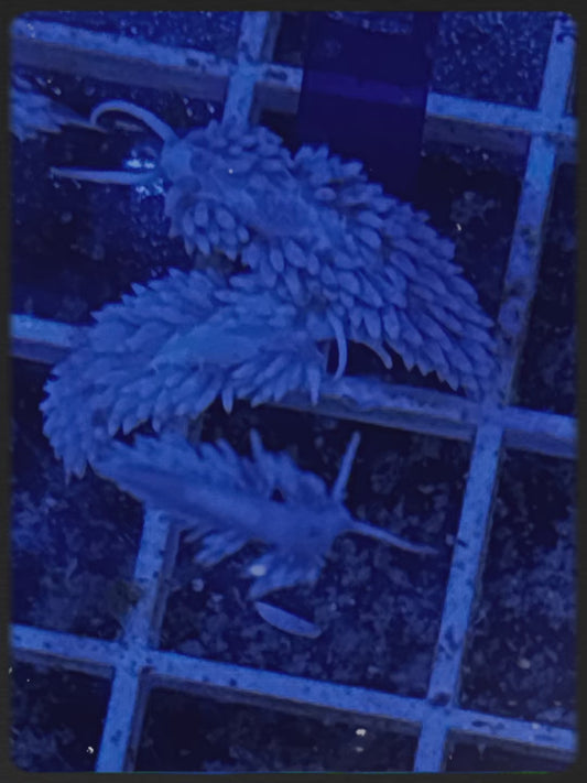 Berghia nudibranch