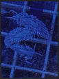 Berghia nudibranch